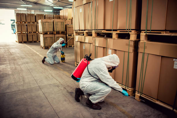 Best Local Pest Control Services  in Mount Pleasant, TX