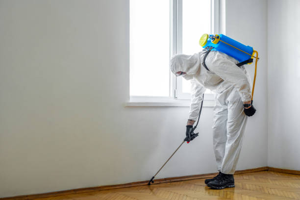 Best Ant Control Services  in Mount Pleasant, TX