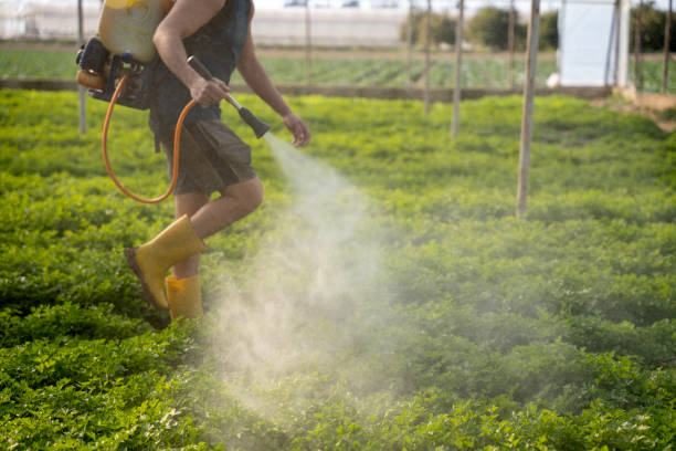 Best Affordable Pest Control Services  in Mount Pleasant, TX