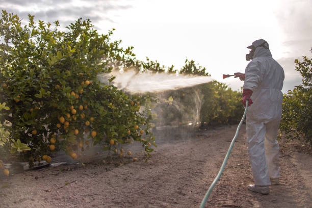 Best Pest Removal Services  in Mount Pleasant, TX