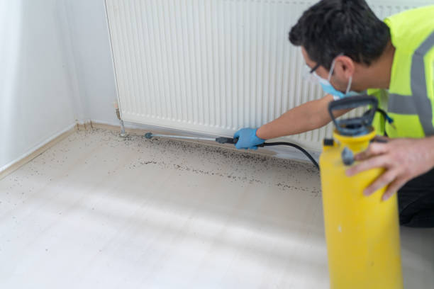Best Pest Removal Services  in Mount Pleasant, TX