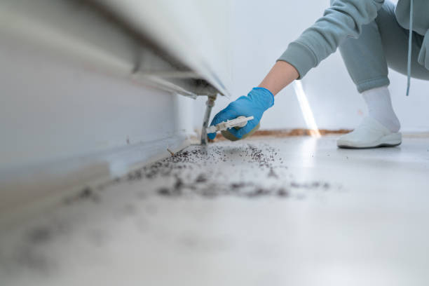 Best Rat Extermination Near Me  in Mount Pleasant, TX